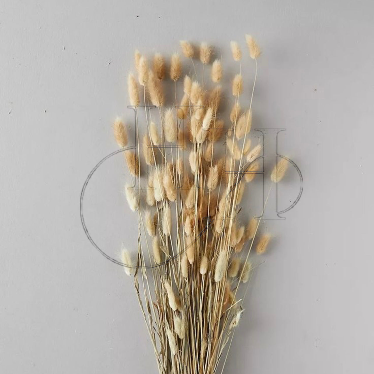 Dried Lagurus Ovatus Flower #DO1171