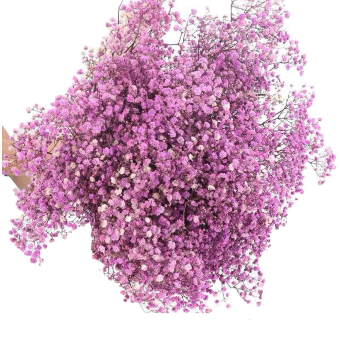 Purple Gypsophila 80g #DG1176