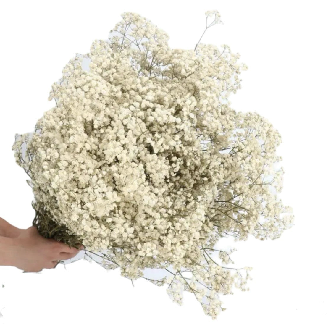Beige Gypsophila 120g #DG1172