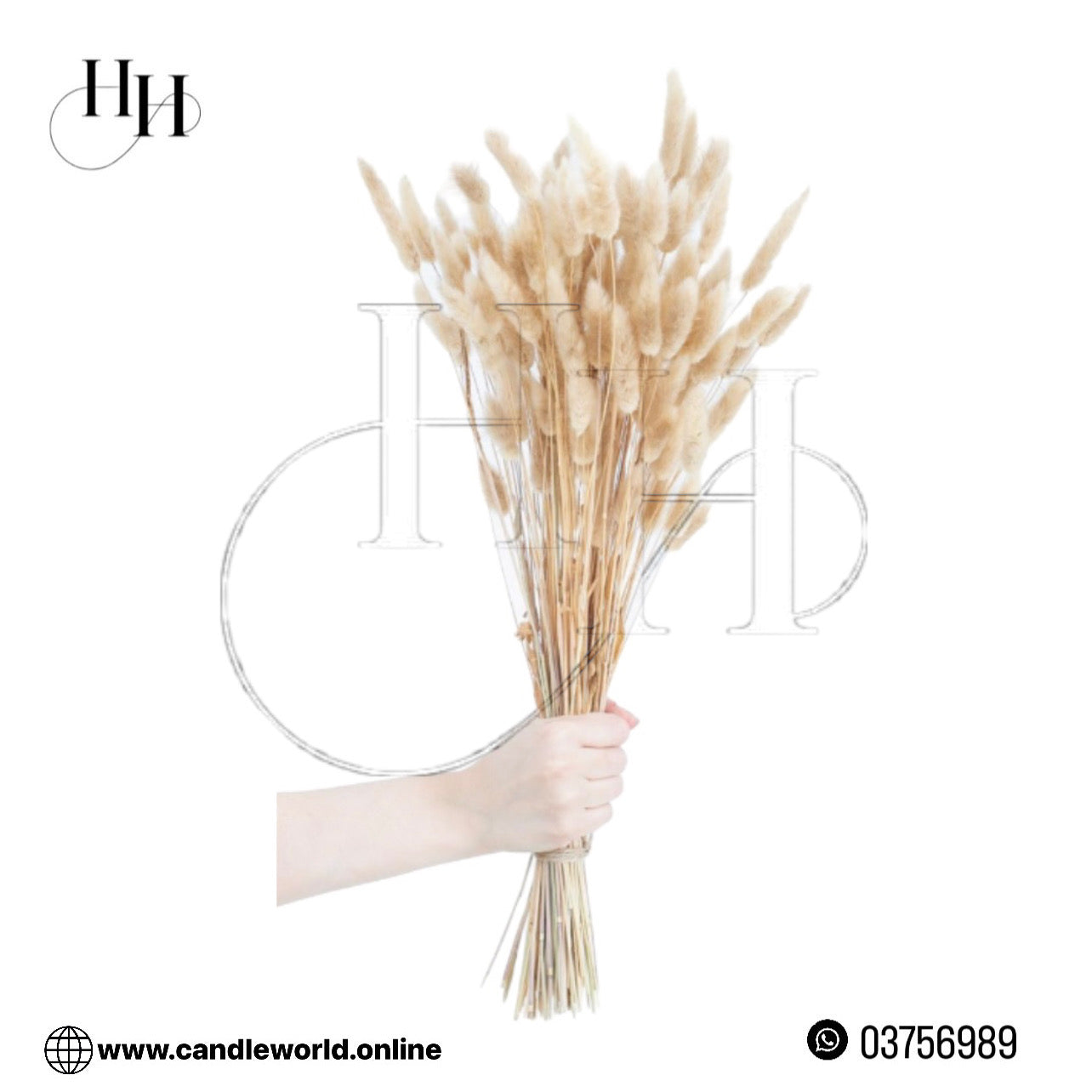 Dried Lagurus Ovatus Flower #DO1171