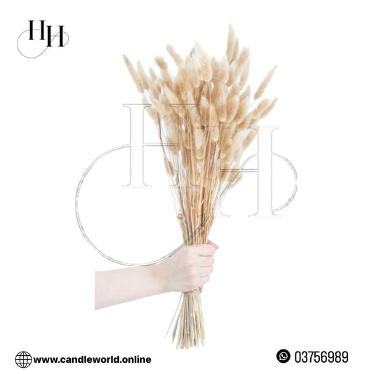 Dried Lagurus Ovatus Flower #DO1171