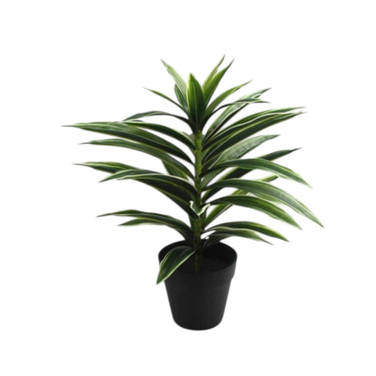 35cm White-Edge Dracaena Artificial Plant #AT2779