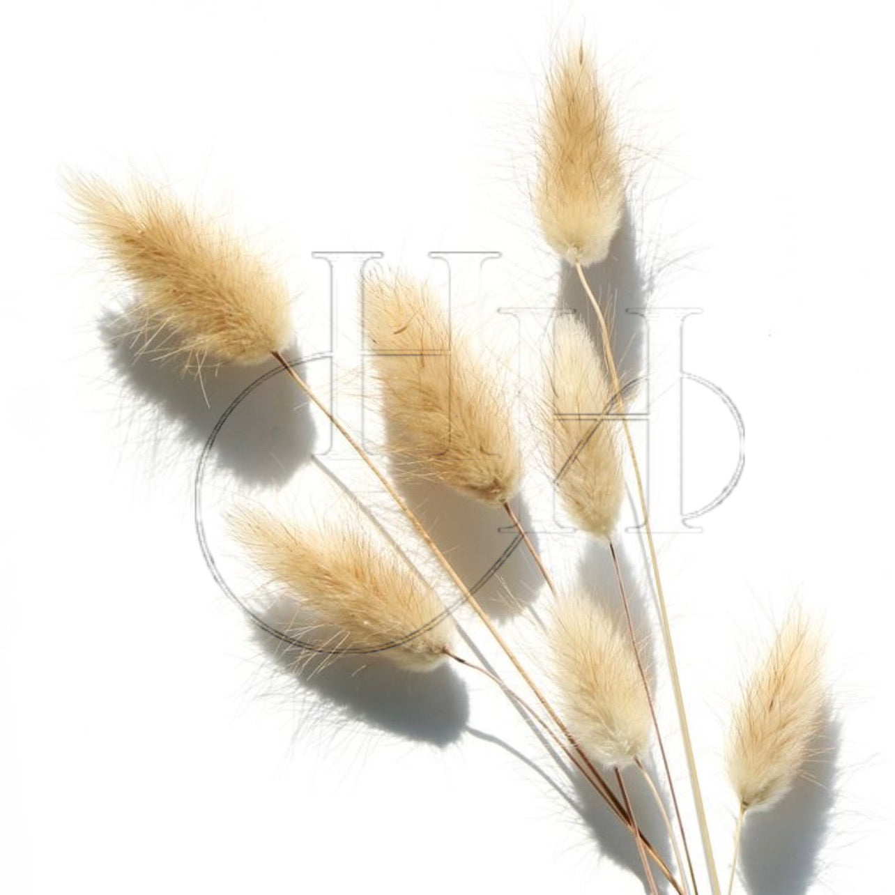 Dried Lagurus Ovatus Flower #DO1171