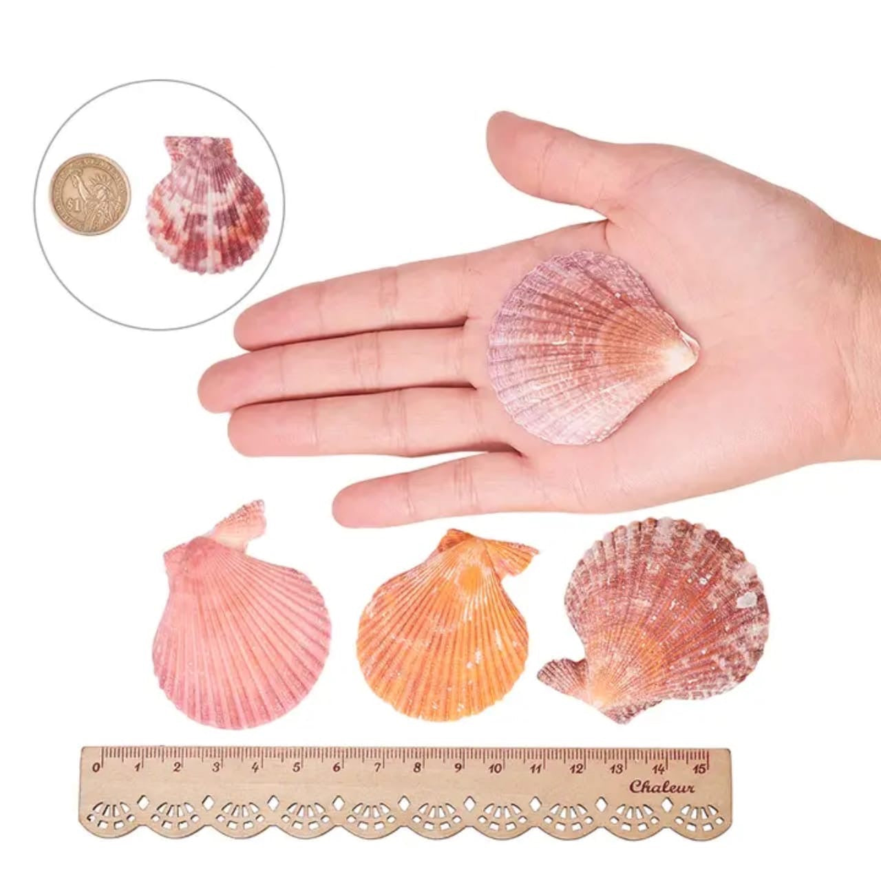 50g Natural Seashells #NS1999