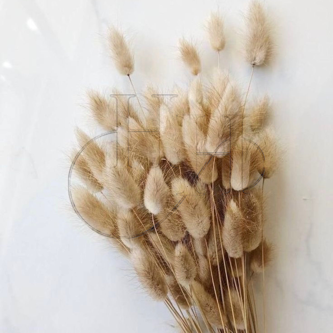 Dried Lagurus Ovatus Flower #DO1171