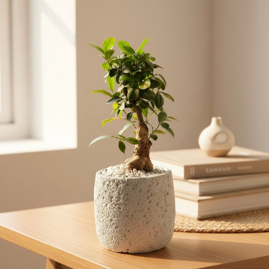 Natural Bonsai Plant in Decorative Stone Pot #BL3950