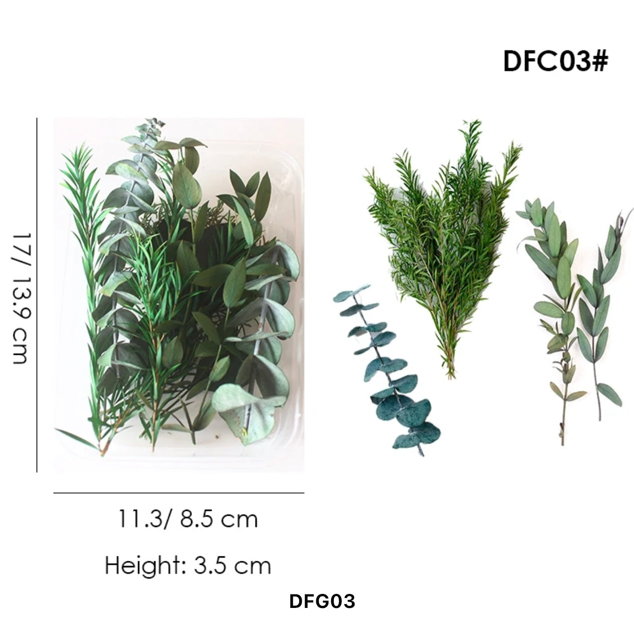 Dried Flower Set #DFG03