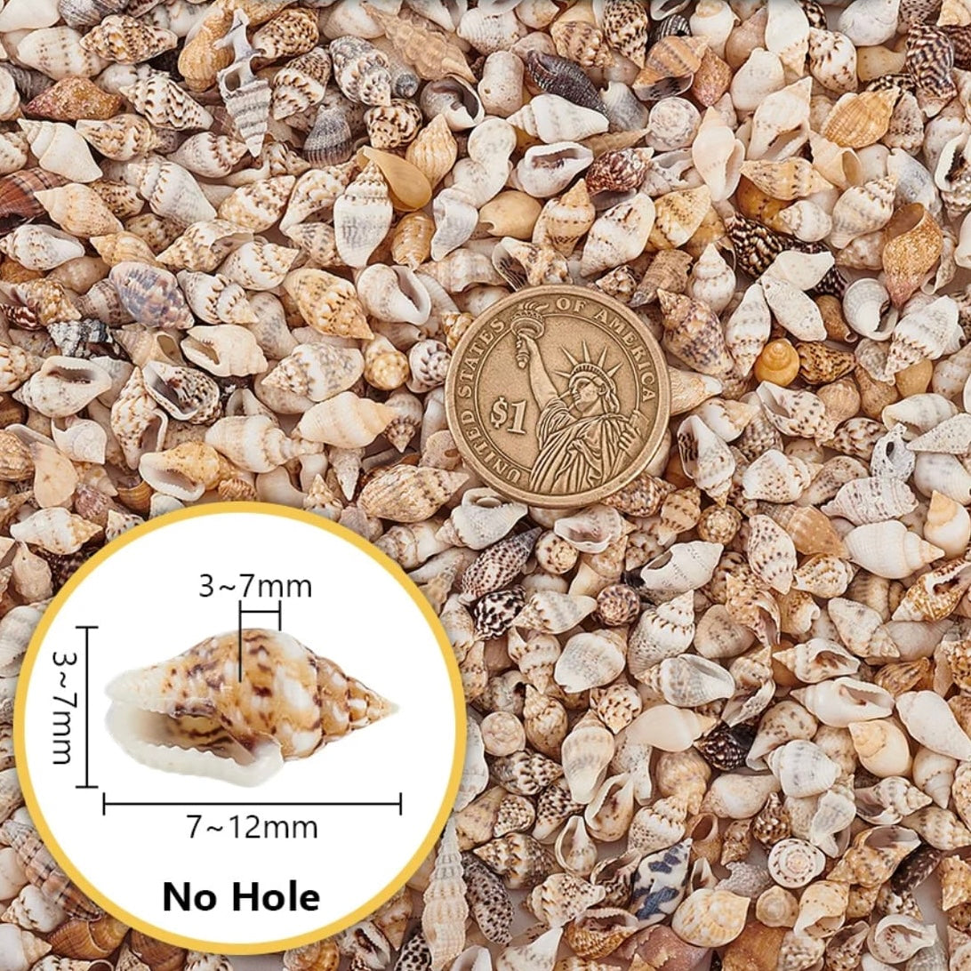 50g Natural Seashells #NS1999