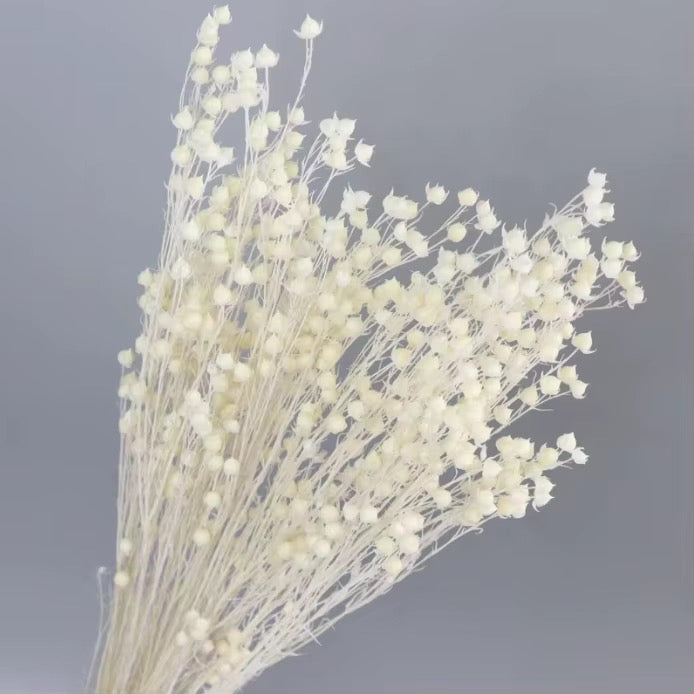 Dried Baby’s Breath Flowers #DG4200