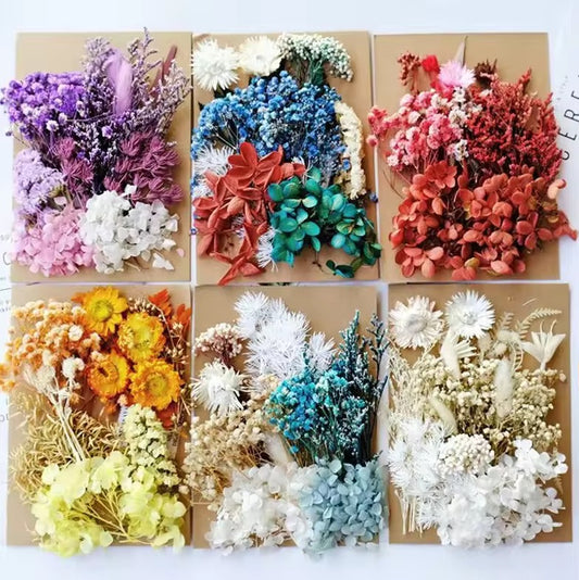 Dried Flowers Assorted Color Sets – Natural Preserved  #DF2735