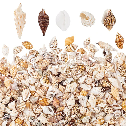 50g Natural Seashells #NS1999