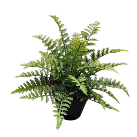 24cm Fern Bonsai Artificial Plant #AT2780