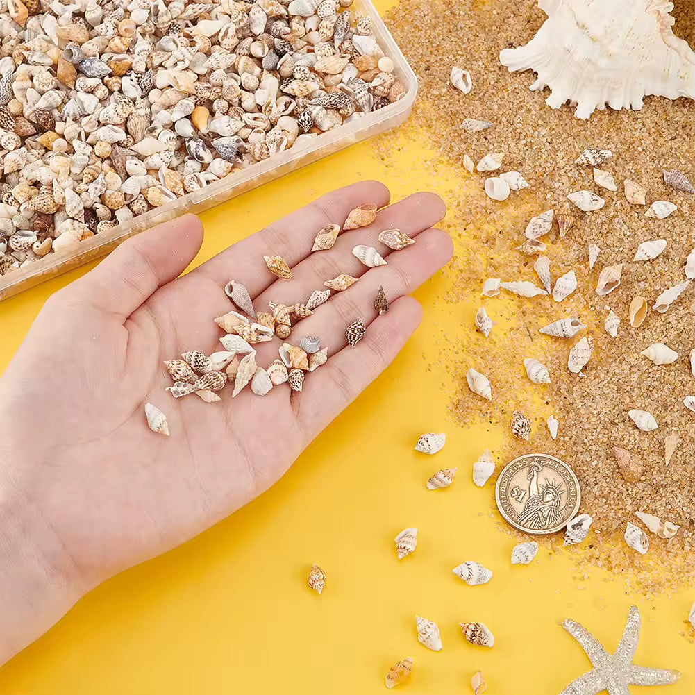 50g Natural Seashells #NS1999