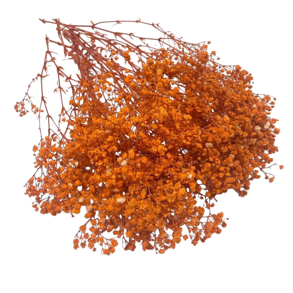 Orange Dried Gypsophila 80/120g #DG3182