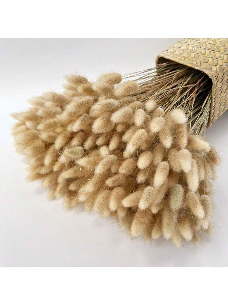 Natural Dried Bunny Tail Grass #DF4189