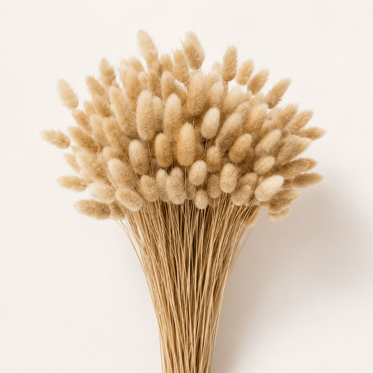 Natural Dried Bunny Tail Grass #DF4189