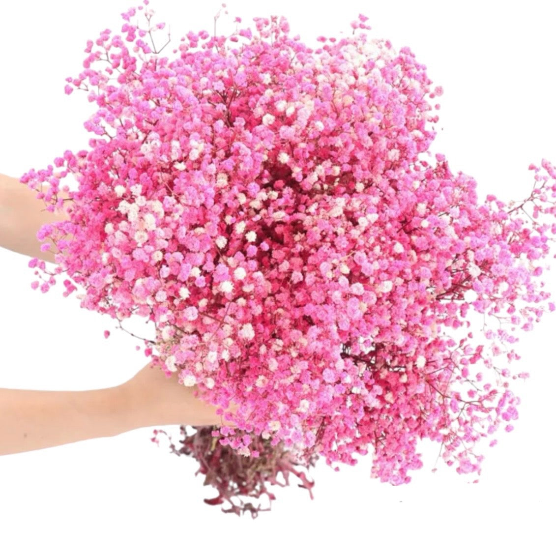 Fushia Pink Gypsophila 80/120g #DG1177