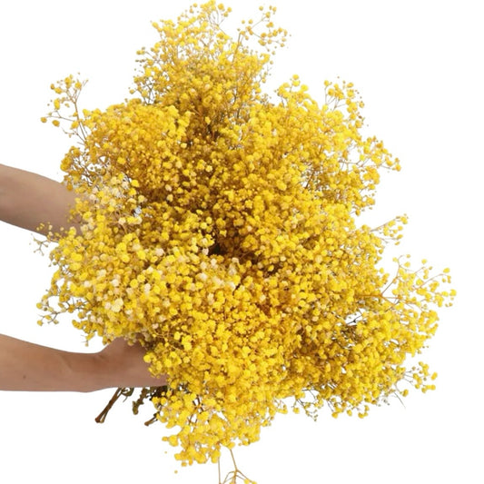 Yellow Gypsophila 80g #DG1175