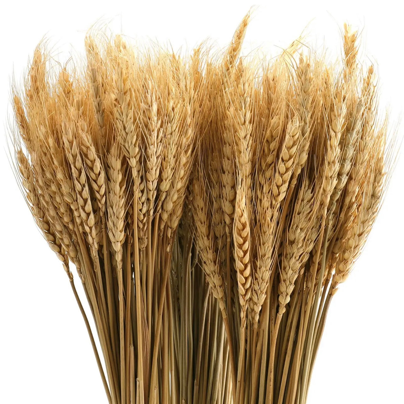 Dried Wheat #DW1170